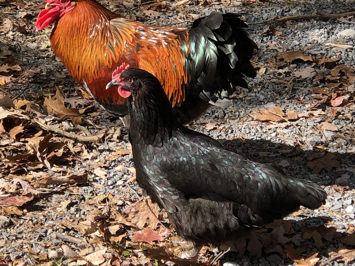 How Do Large Intestinal Roundworms Impact Chickens? Backyard Chicken