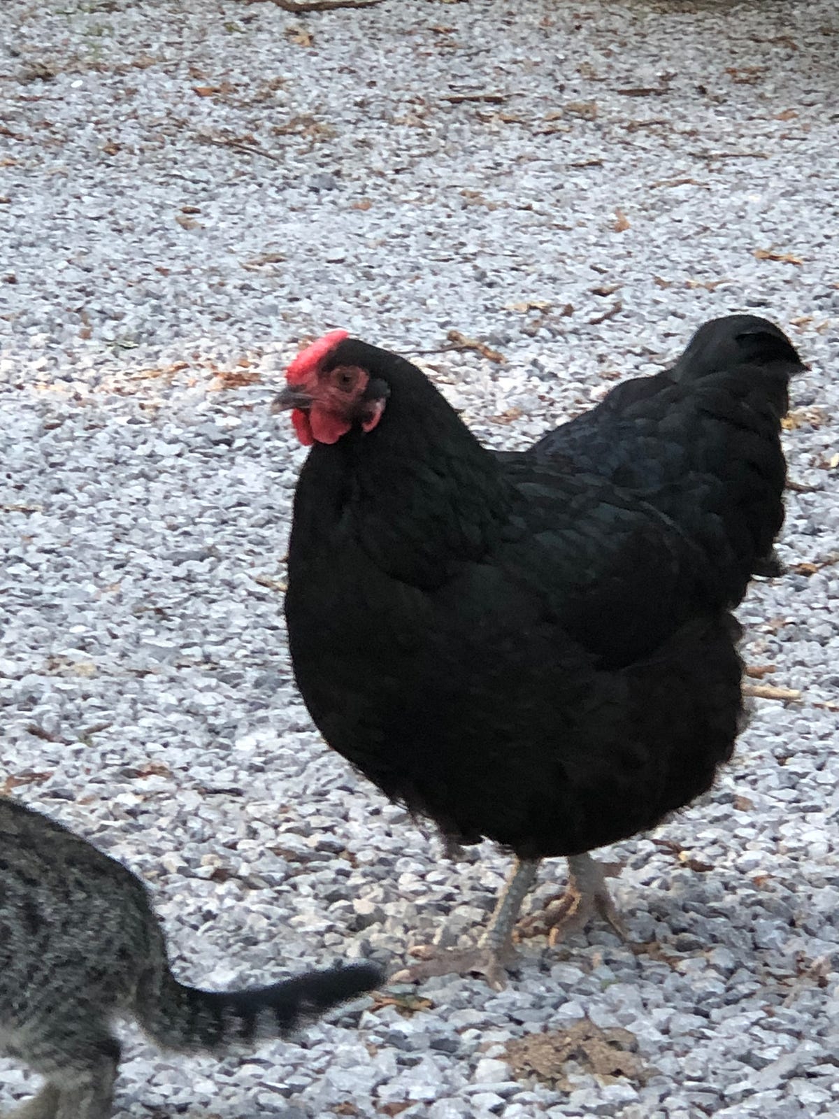 Do Backyard Chickens Increase the Risk Of Rat Infestations? Backyard