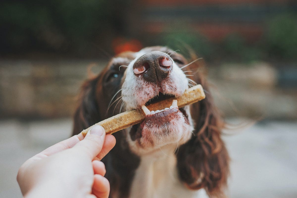 why-your-dog-only-listens-when-you-have-food-by-sarah-filipiak-medium