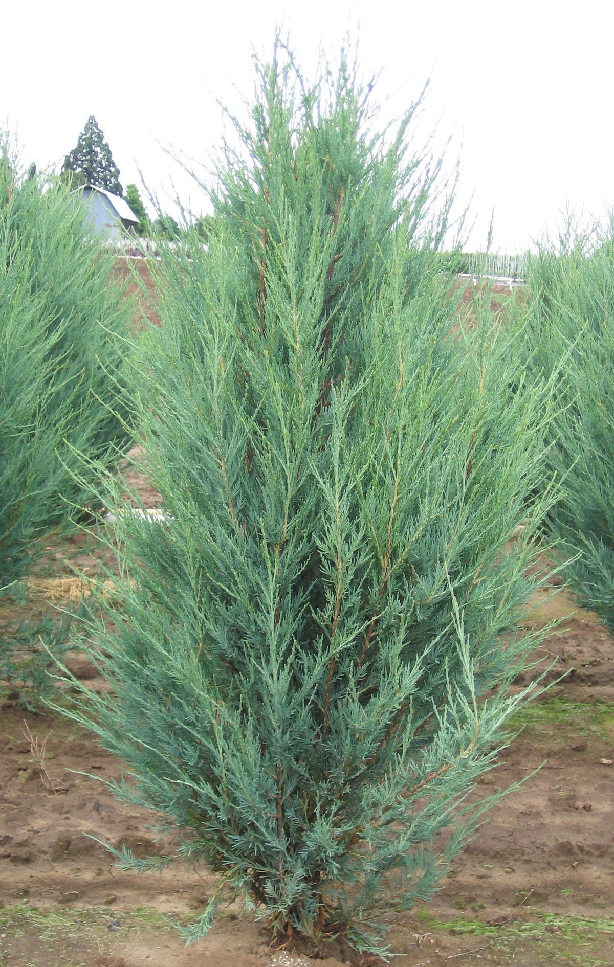 How quickly does skyrocket juniper grow? by Conifer Kingdom Medium