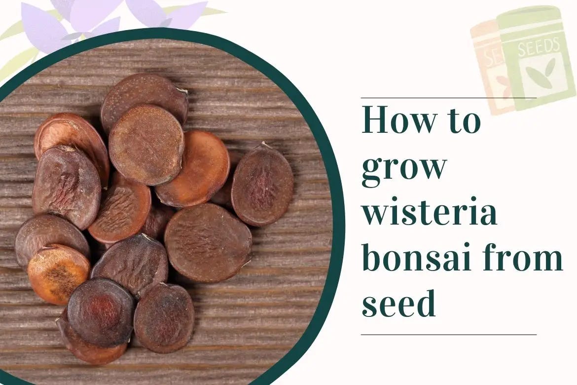 How to grow wisteria bonsai from seed by Bhupinder Singh Medium