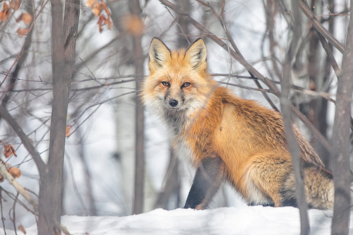 The Red Fox. A Little Magic One Morning for an… | by James G Brennan