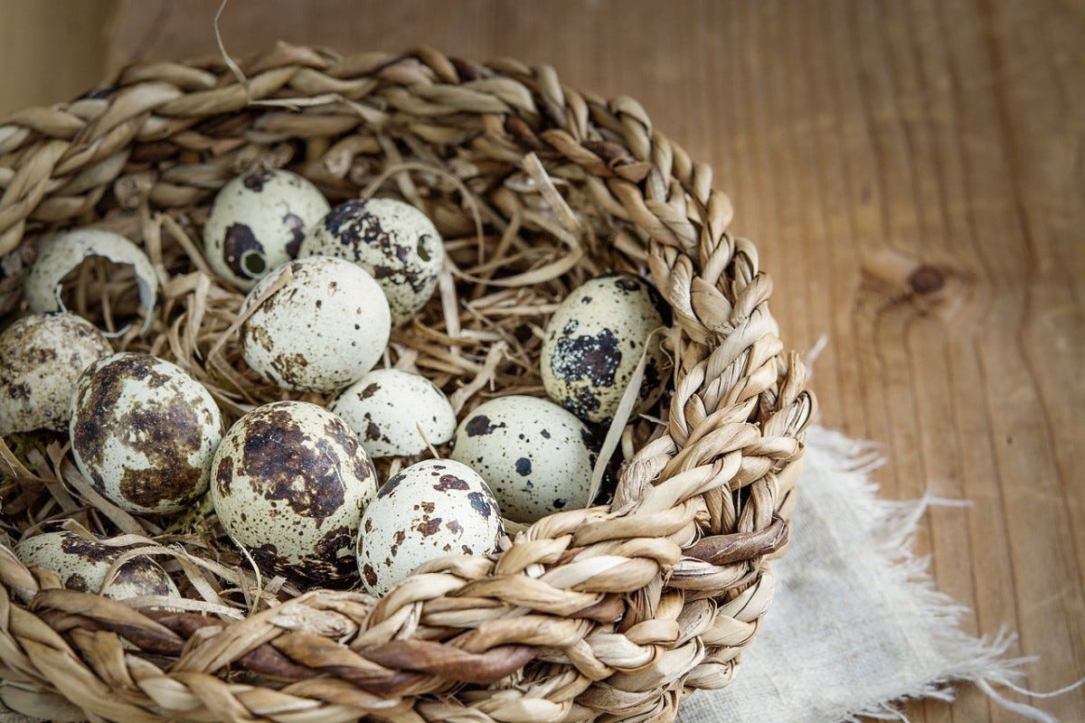 Tiny Eggs With Big Ideas