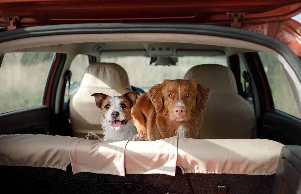 10 annoying things your dog does. by Jesse Warner by The b The b