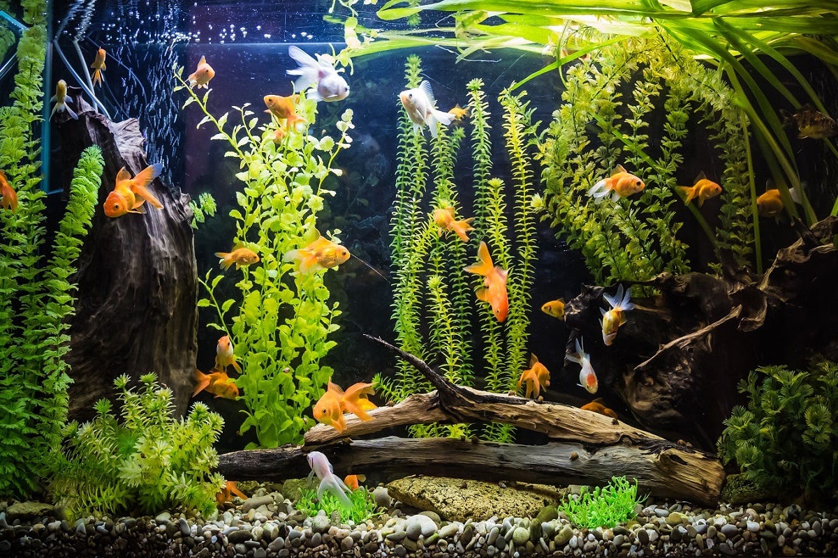 Top 5 Tiny Foods to Feed Your Aquarium Fish Fry for Healthy Growth