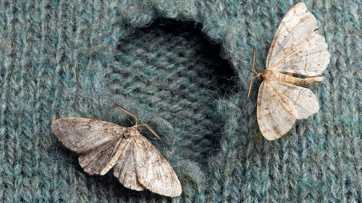 Why do moths make holes in our clothes? by Aakrity Chapagai Medium