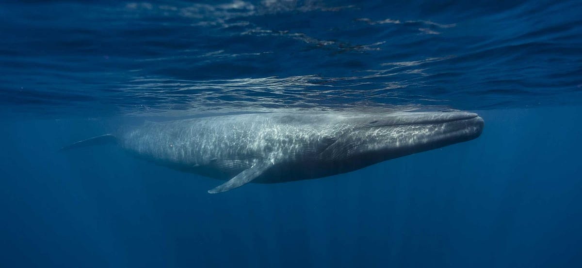 Why Blue Whales are Endangered. On January 23, 1946, a pregnant blue