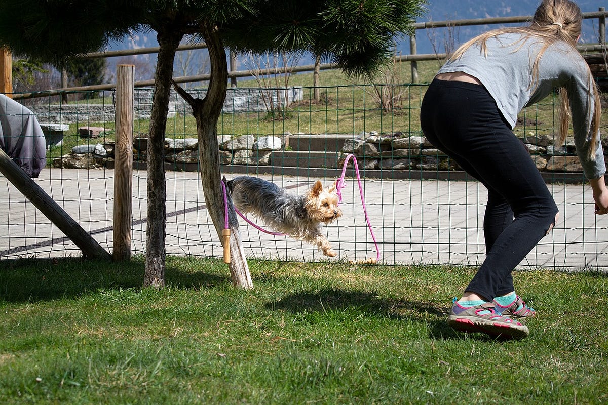 Does Age Affect Your Dog’s Capability to Listen to Commands? | by ...