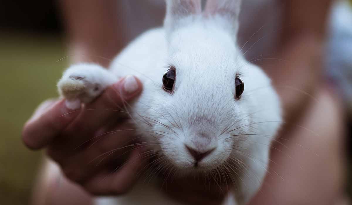 Vet Appreciation Ideas 6 Ways to Appreciate A Veterinarian by Ideas