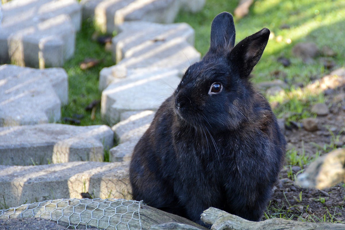 How Can I Get Rid Of Rabbits In My Backyard? Backyard Bunny News Medium