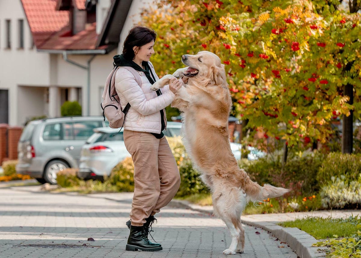 How Much Do Pet Transport Services Cost? by Team CitizenShipper