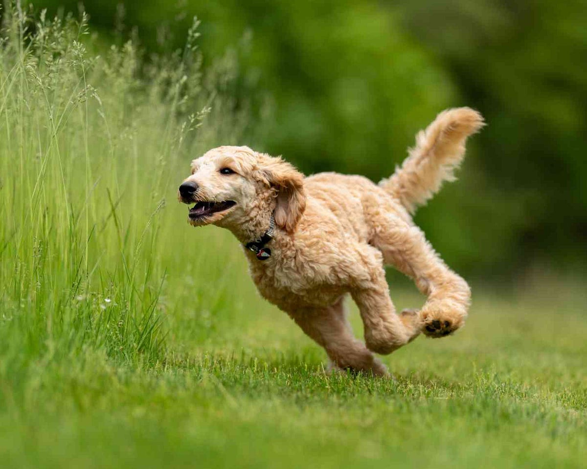 Why is your dog running in circles? [4 Basic And Effective Cause] by