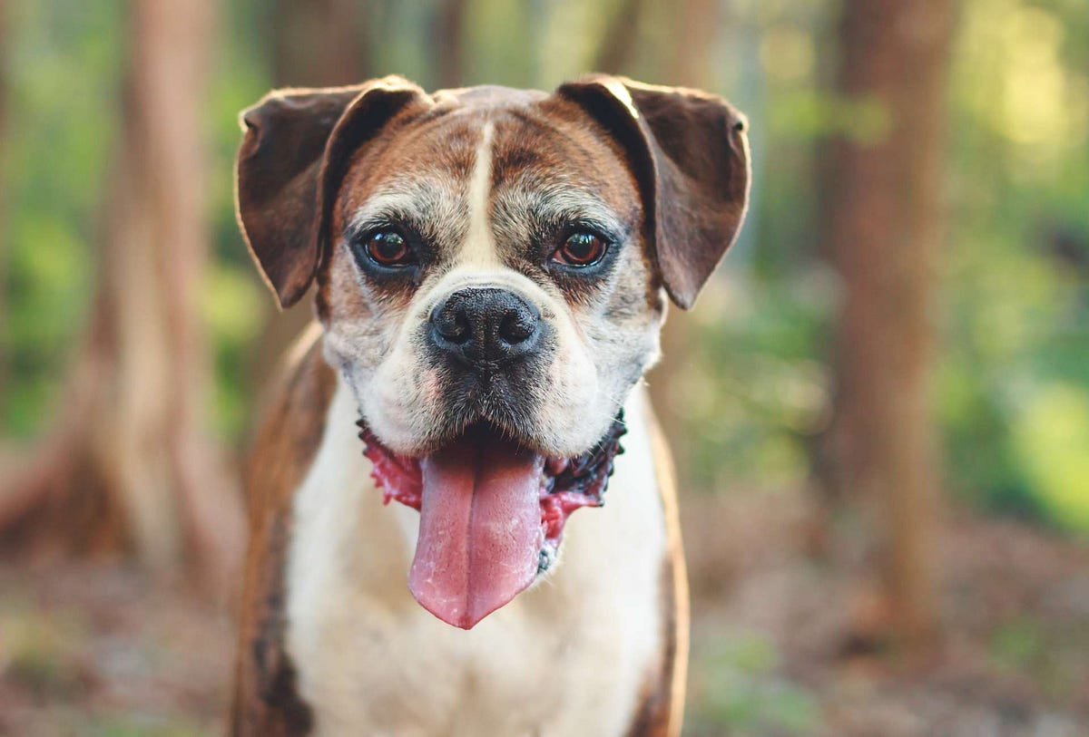 What to Do When Your Old Dog Suddenly Playful by Yukiowo Medium