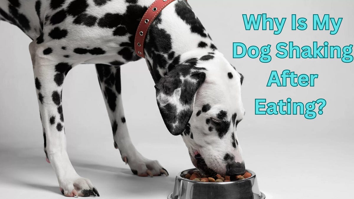Why Is My Dog Shaking After Eating? Best Guide 2023 by Kartikey