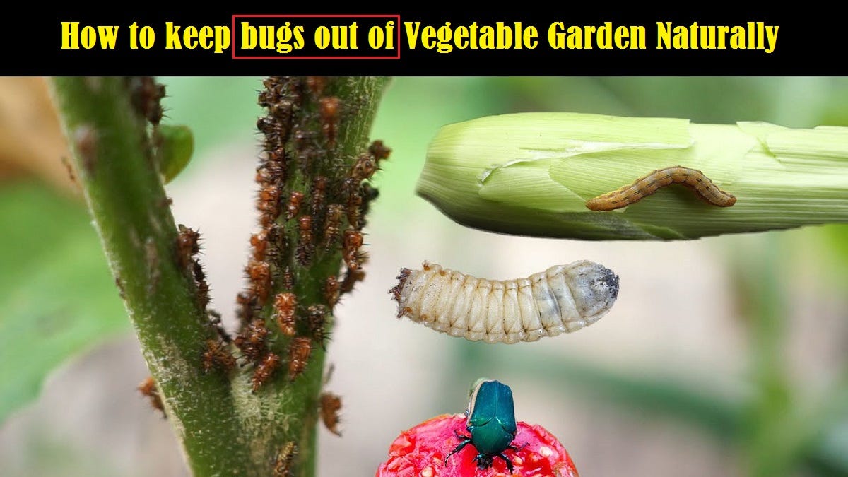 How to keep Bugs out of Vegetable Garden Naturally? by Healthifashion