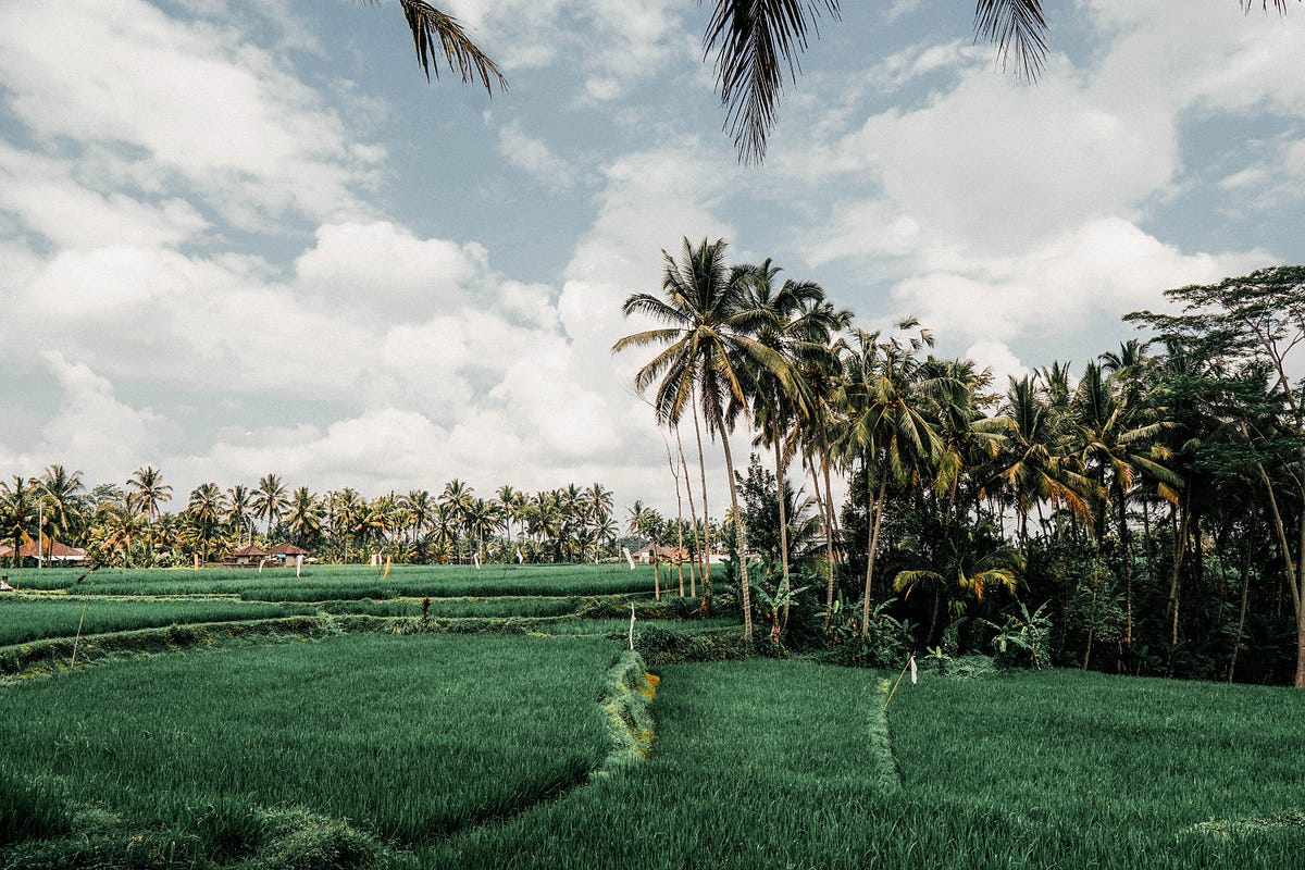 Ubud: Beyond Paradise Island. Exploring Balinese Heritage, Healing ...