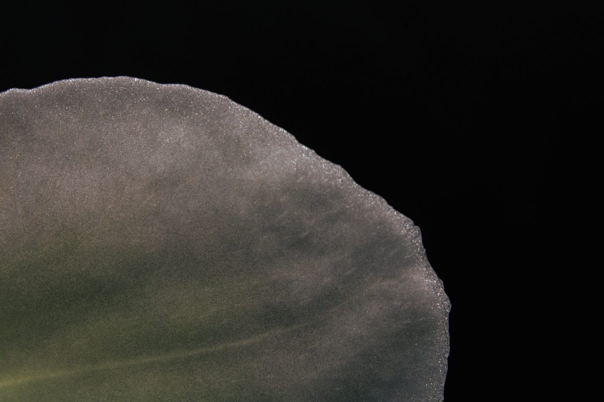 Nightblooming Cereus. A Poem by Christari Jay Spiritual Tree Medium