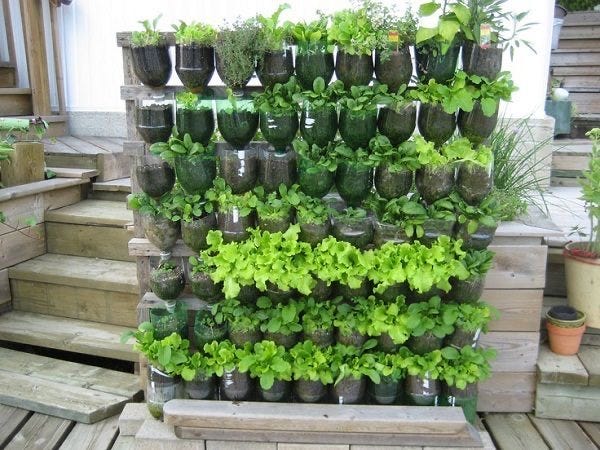 How to Make Your Own Indoor Vegetable Garden: Easy Steps