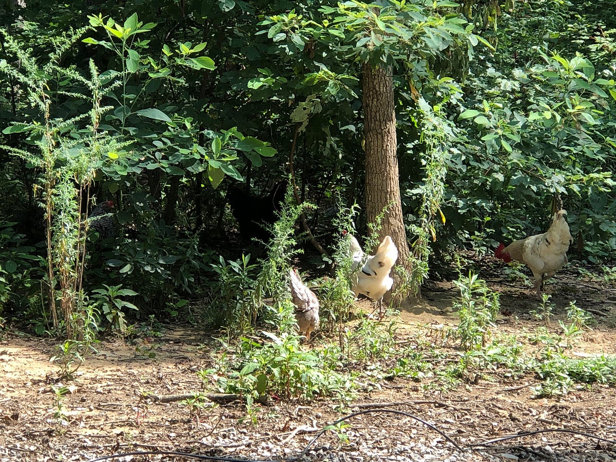 Picture of How Can You Keep Your Backyard Chickens Healthy and Happy? | by ...