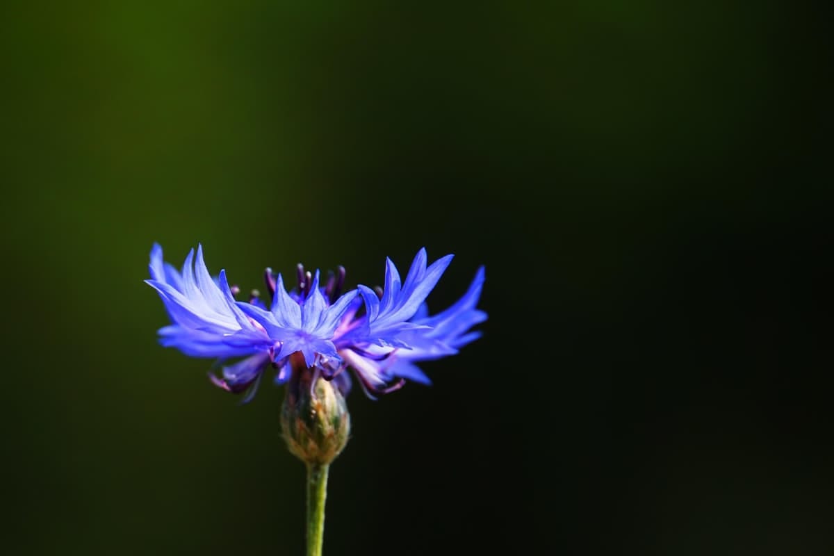 Learn About The Blue Cornflower Basics, Types, Growth & Care， Value