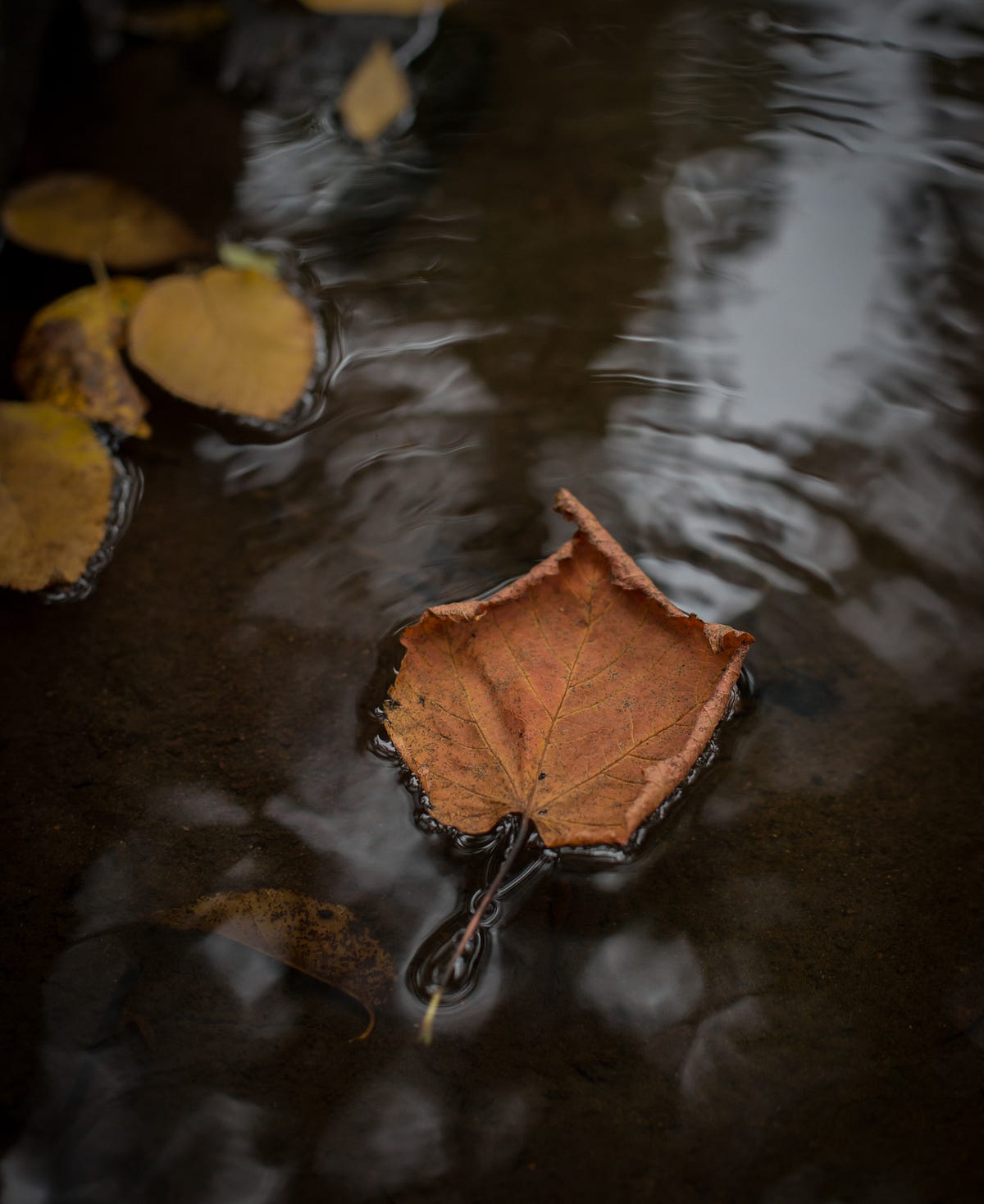 Words in Water: A Poem