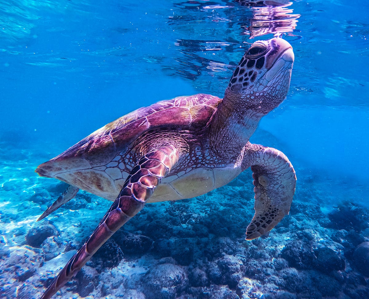 If You Want to Save the World, Why Not Start With Sea Turtles? | by ...