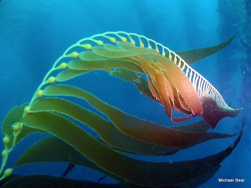 Giant Kelp in Pt Loma | by Michael Bear | Rapture of the Deep | Medium