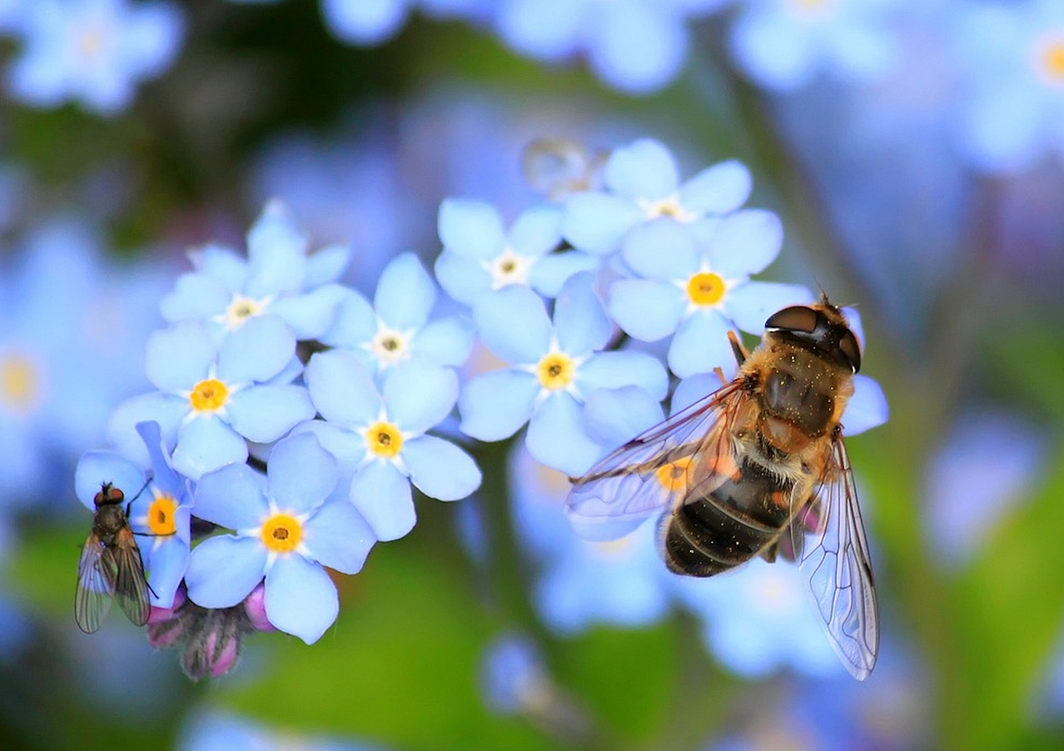 how-do-bees-help-the-environment-and-how-can-you-help-them-by-greet