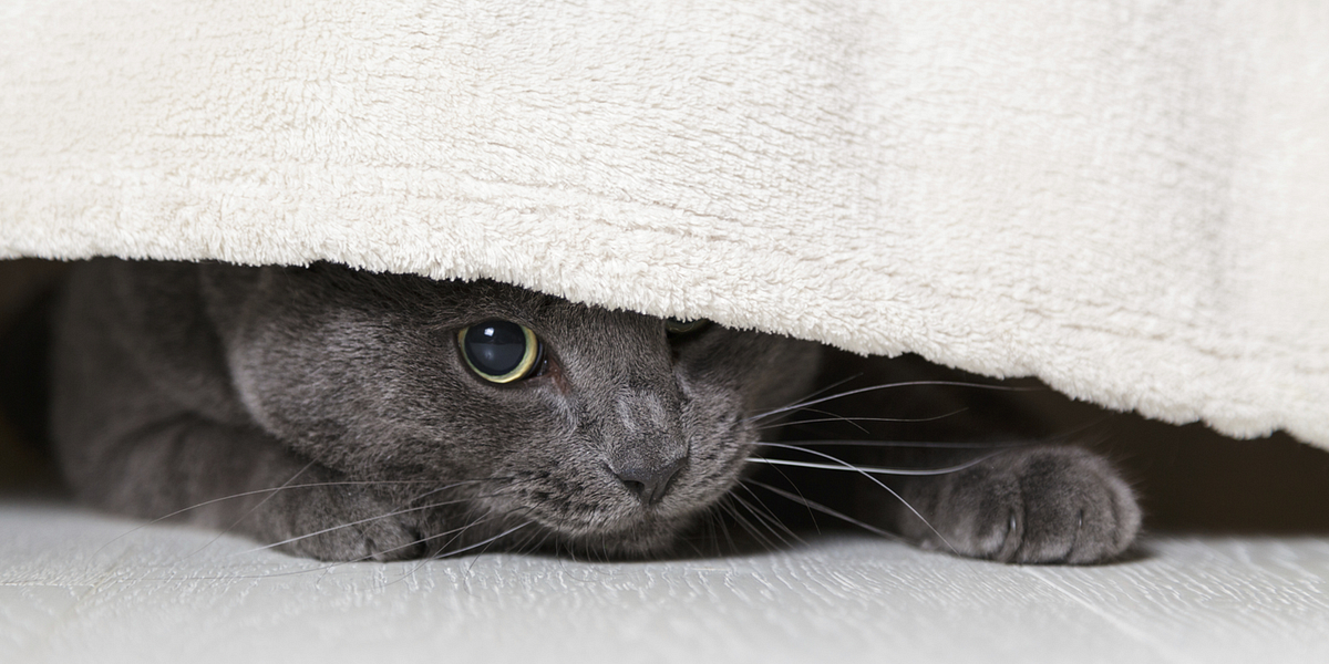 Image of: Berkeley May Ban No-Pets Rental Policy — The Bold Italic — San Francisco