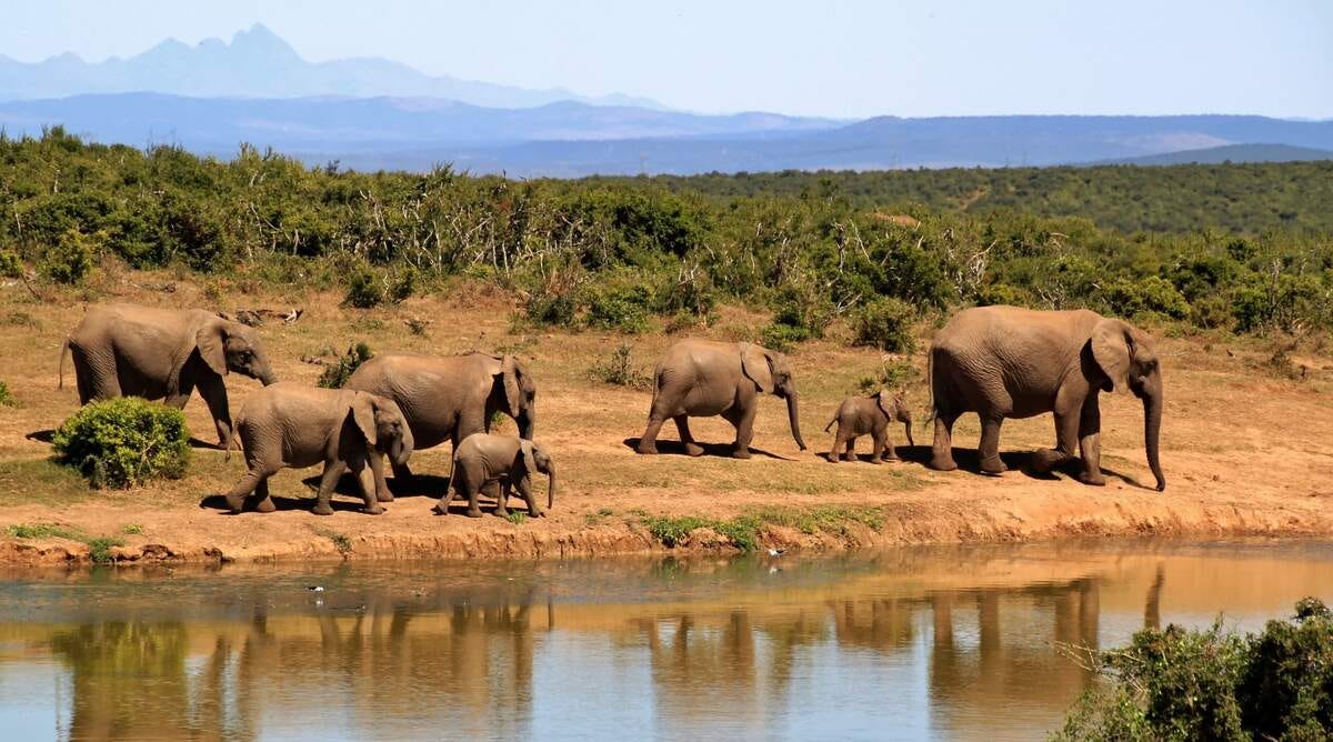 It’s World Elephant Day August 12, 2024 by Checkiday Aug, 2024