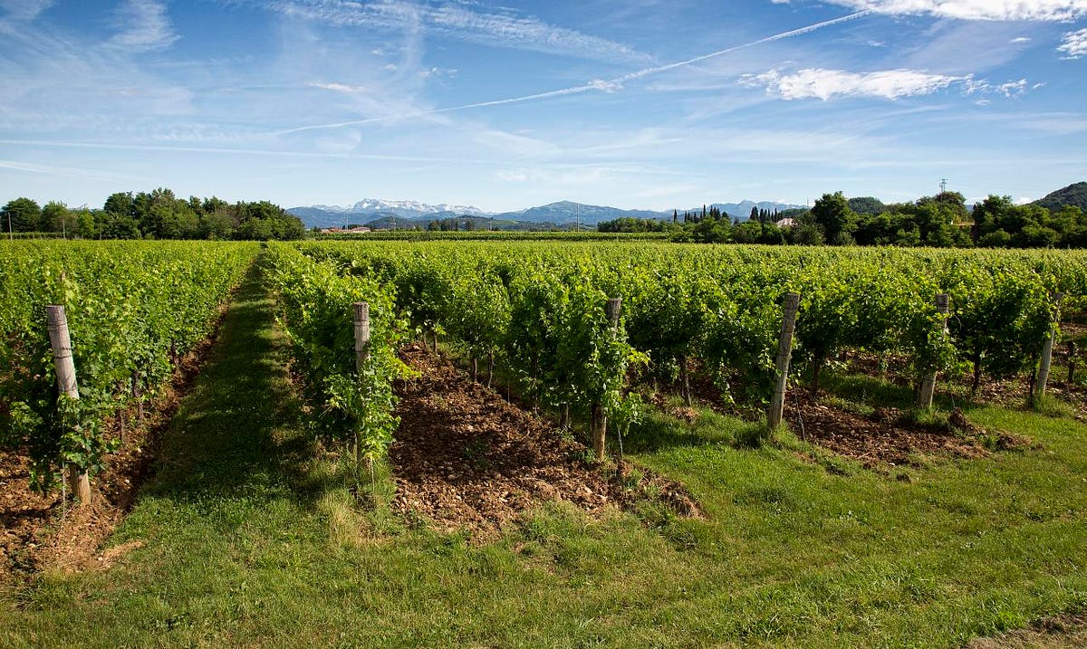 How to Drink Wine in Napa with Kids — The Bold Italic — San Francisco