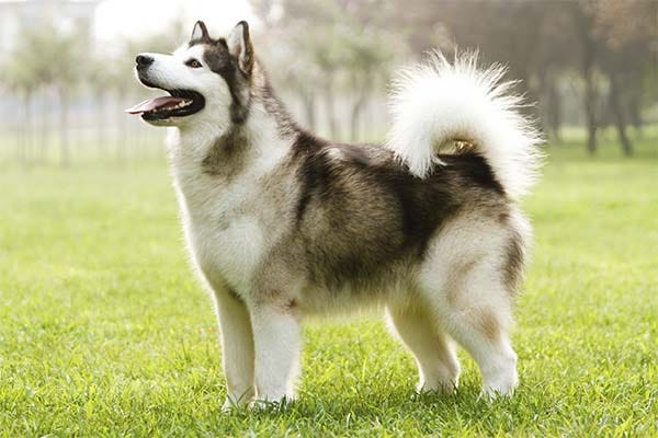 All About the Alaskan Malamute. Everything You Need To Know About