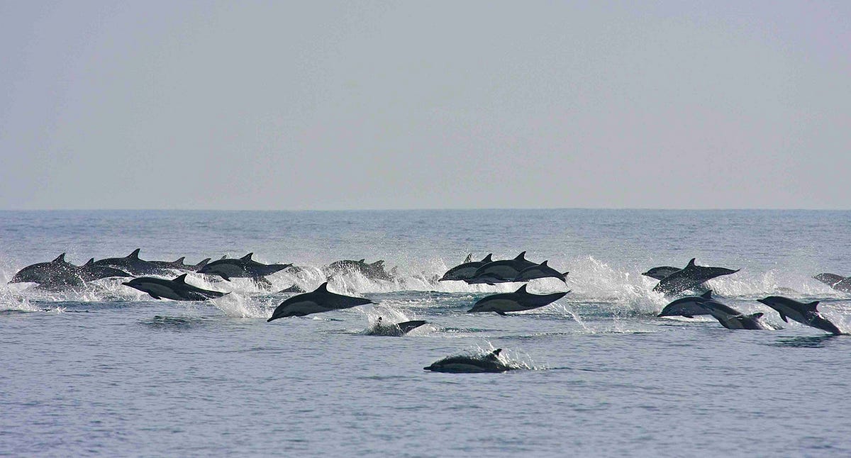 Swimming with Whale Sharks. You can swim with whale sharks when… | by
