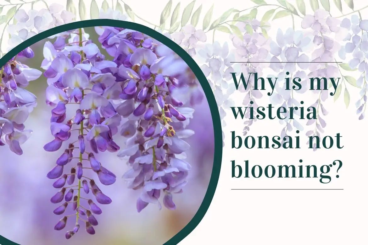 Why is my wisteria bonsai not blooming? by Bhupinder Singh Medium