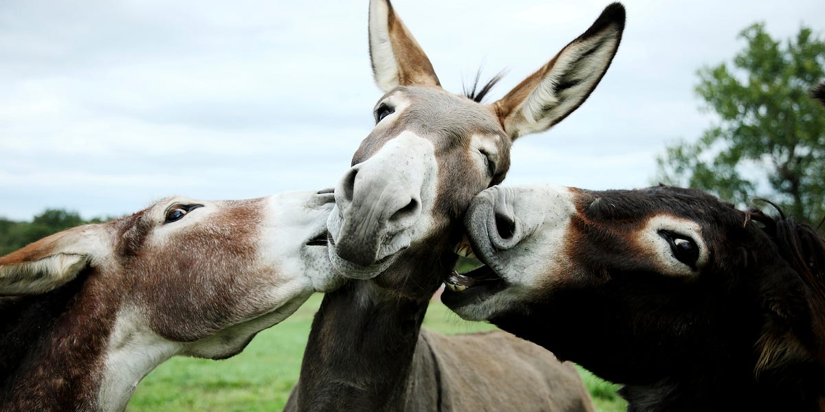Image of: Totes Serious: Take a Pic With a Donkey Today — The Bold Italic — San Francisco