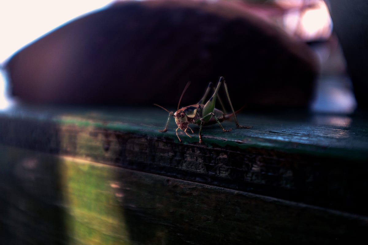Why Do Crickets Chirp?. Five fun facts about every frog’s… by Moriah