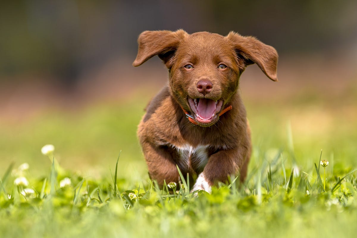 How Big Will Your Puppy Really Grow by Easy Vet Answers Medium