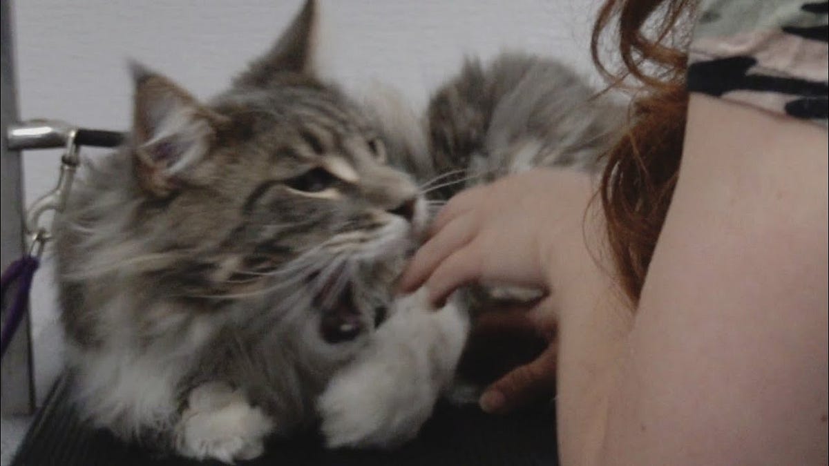 Giant Maine Coon Cat ATTACKS Groomer! What’s Going on Here? by Maine