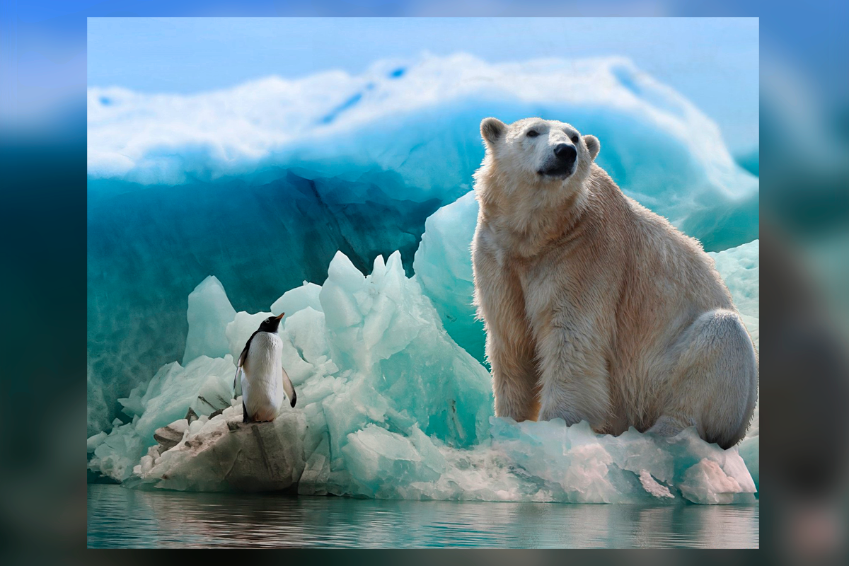 Why don’t polar bears hunt penguins? by Evgeny Medium