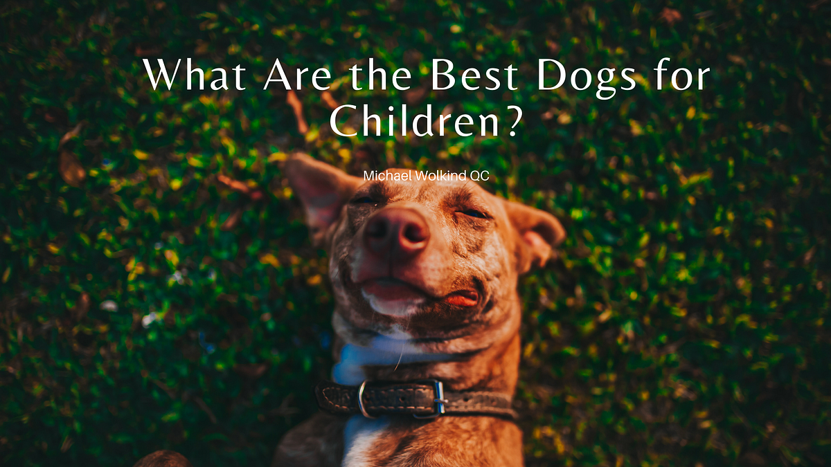 What Are the Best Dogs for Children? by Michael Wolkind QC Medium
