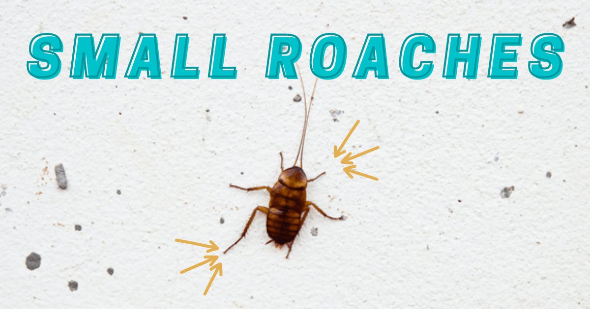 Why Small Cockroaches In House?. Small roaches are usually about half ...