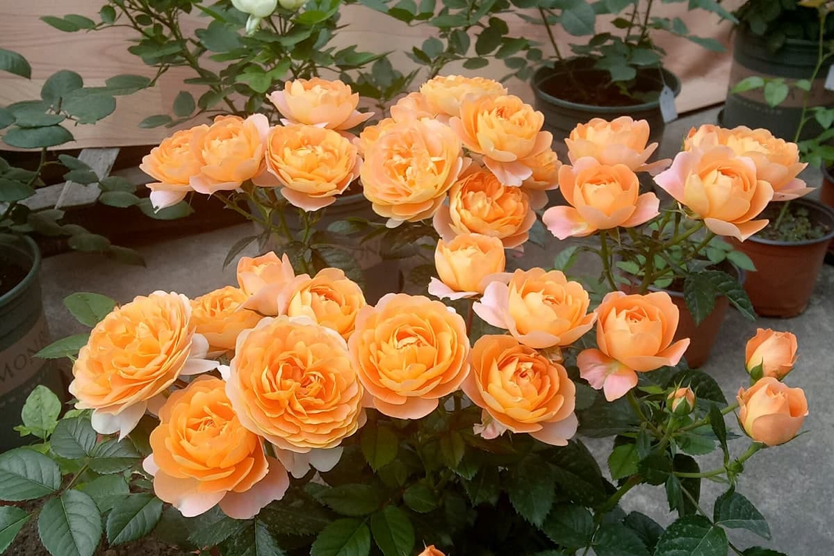 Learn About the Miniature Rose: Basics, Growth & Care, Value and More ...