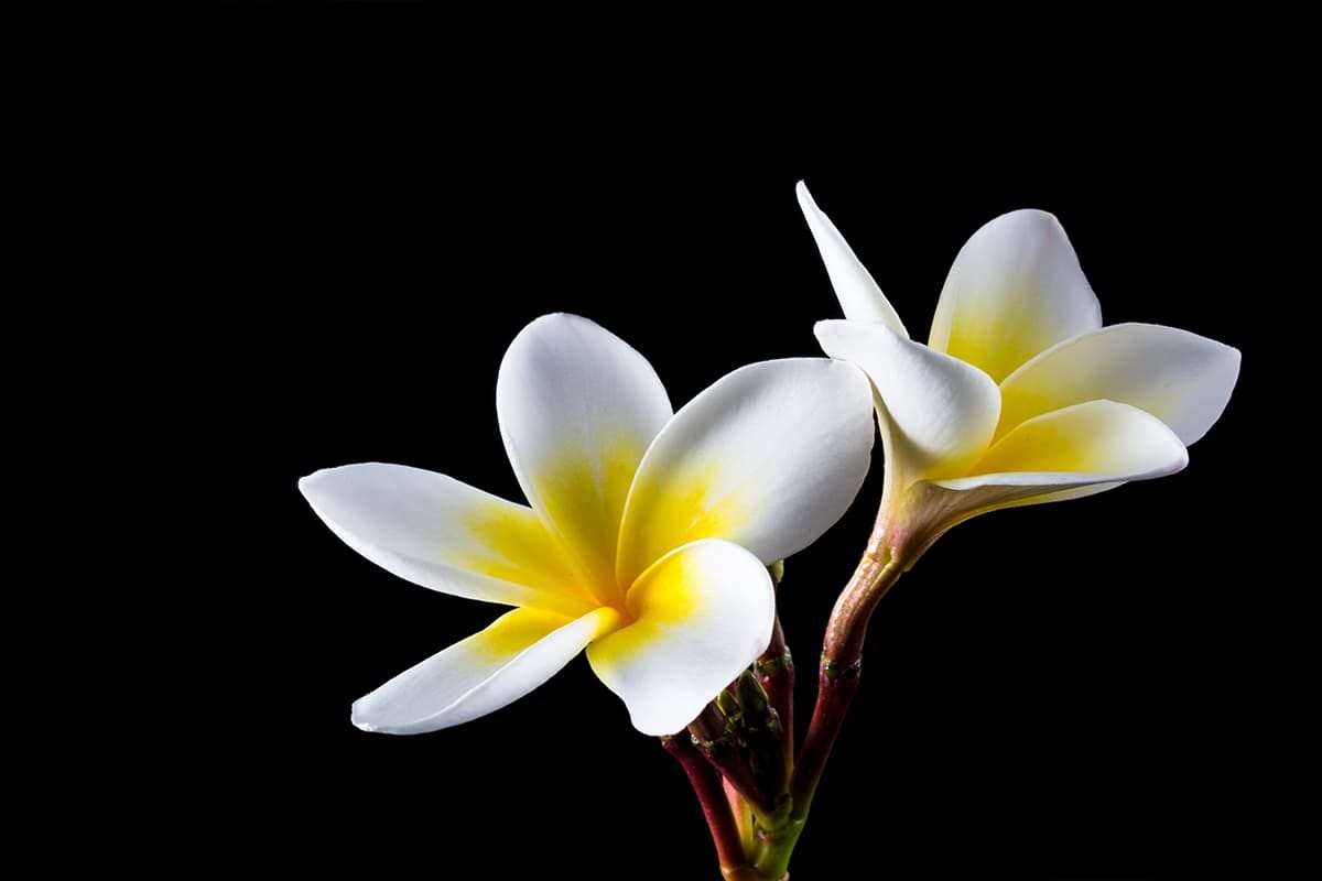 Learn About The Plumeria Rubra: Basics, Types, Growth & Care, Value and ...