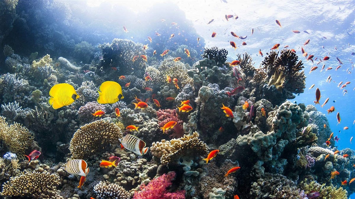 How Frequency Speakers Could Revive Coral Reefs and Save the Fishing Industry