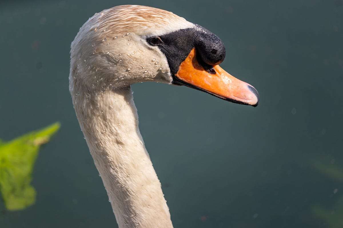 The Swan With Two Nicks The Lark Medium