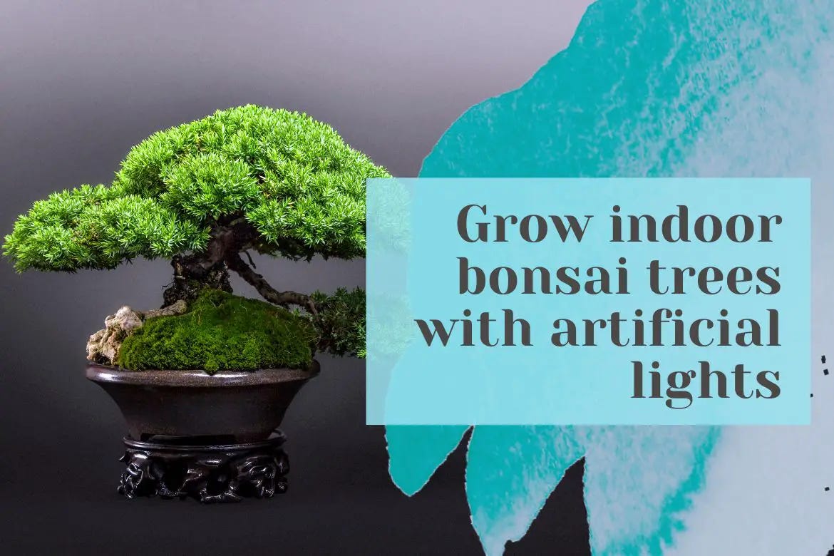 Grow bonsai tree indoor with led grow light by Bhupinder Singh Medium