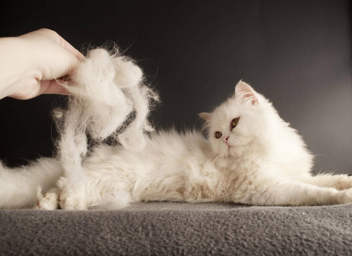 How to Get Knots Out of a Maine Coon Cat? by Maine Coon Cats Medium
