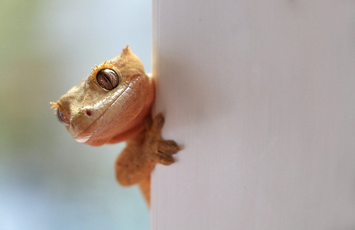 Can a Common House Gecko Predict Your Future? | by Prasanna Srinath