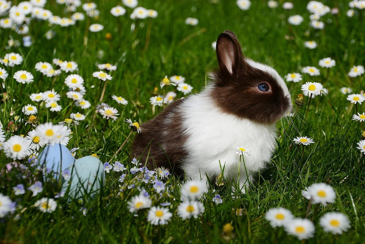 Interesting facts about rabbits. Rabbits are cute animals also known as ...