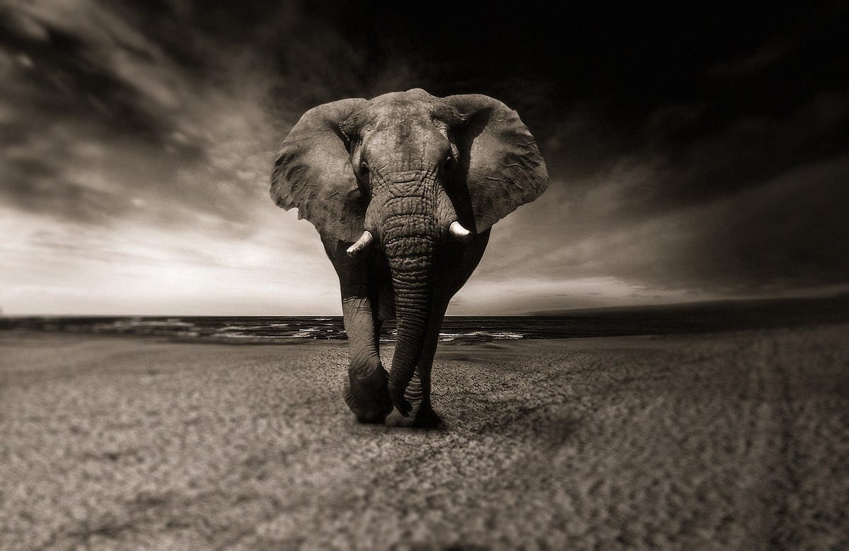 More cells, less cancer. Large animals such as elephants have… by